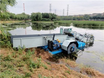 小型麻豆视频免费
